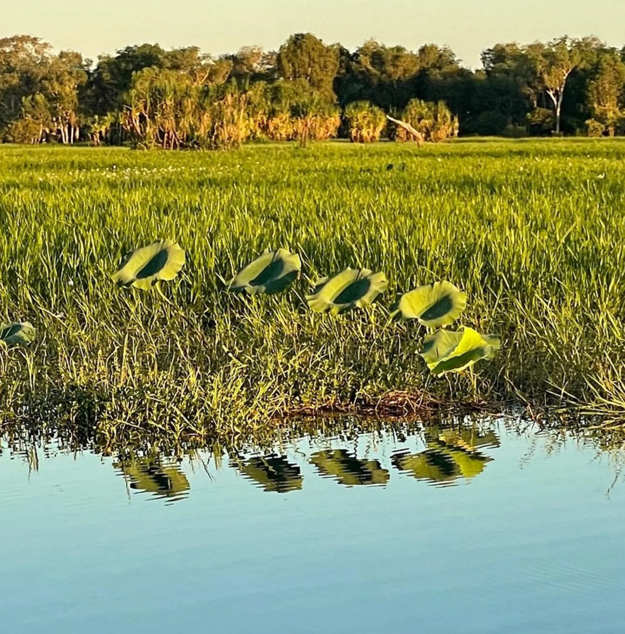 Yellow Water Billabong